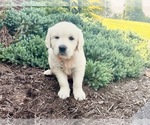 Puppy 1 English Cream Golden Retriever