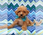 Small Photo #7 Poodle (Toy) Puppy For Sale in KINZERS, PA, USA