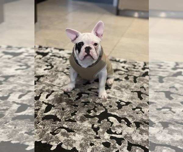 Medium Photo #1 French Bulldog Puppy For Sale in CINCINNATI, OH, USA