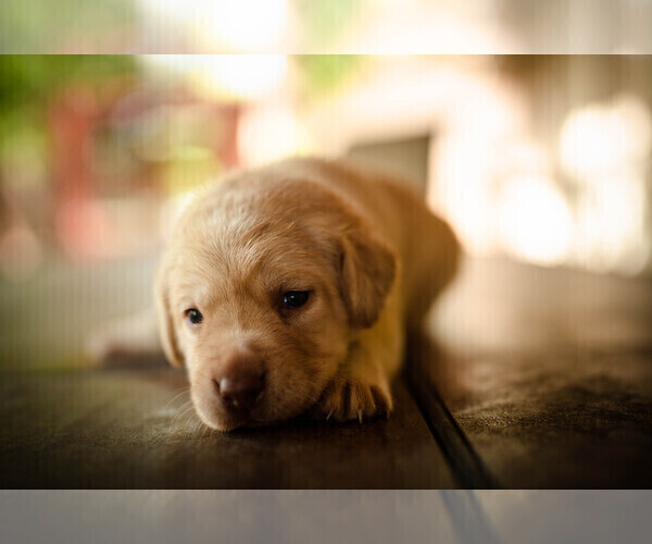 Medium Photo #7 Labrador Retriever Puppy For Sale in CARSON CITY, NV, USA