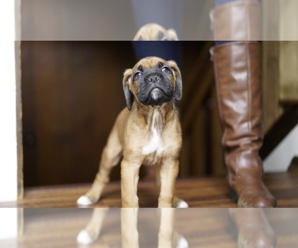 Medium Photo #7 Boxer-Cane Corso Mix Puppy For Sale in NEVADA, MO, USA