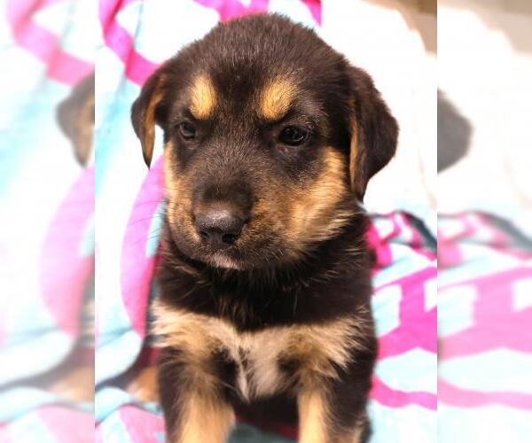 Medium Photo #1 Siberian Husky-Unknown Mix Puppy For Sale in Thief River Falls, MN, USA