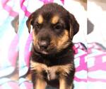 Small Siberian Husky Mix