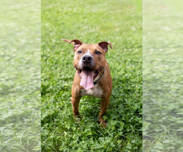 Medium Photo #12 American Pit Bull Terrier-Unknown Mix Puppy For Sale in Crete, IL, USA