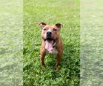 Small #11 American Pit Bull Terrier Mix