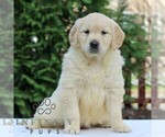 Small #1 Golden Retriever