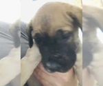 Small Photo #5 Presa Canario Puppy For Sale in MESA, AZ, USA