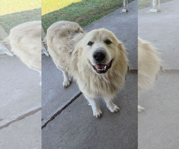 Medium Photo #1 Great Pyrenees Puppy For Sale in Croydon, NH, USA