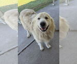 Small Great Pyrenees
