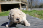 Small Photo #1 Goldendoodle Puppy For Sale in GLASGOW, KY, USA