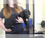 Small #3 Bassetdor
