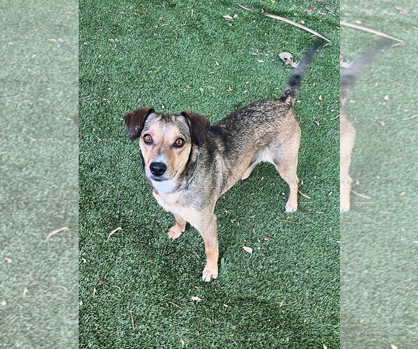 Medium Photo #5 Cheagle Puppy For Sale in Sandy, UT, USA