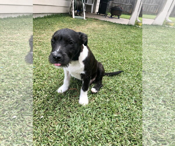 Medium Photo #13 American Staffordshire Terrier-Unknown Mix Puppy For Sale in Rosenberg, TX, USA