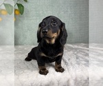 Small #4 Dachshund
