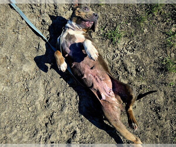 Medium Photo #2 American Pit Bull Terrier Puppy For Sale in Ocala, FL, USA