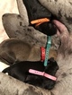 Small Photo #16 Great Dane Puppy For Sale in WARRENSBURG, MO, USA