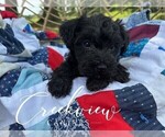 Small #2 Schnoodle (Miniature)