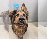 Small German Shepherd Dog Mix