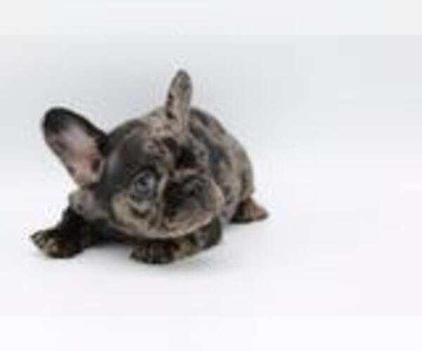 Medium Photo #2 French Bulldog Puppy For Sale in KIMBALL JUNCTION, UT, USA