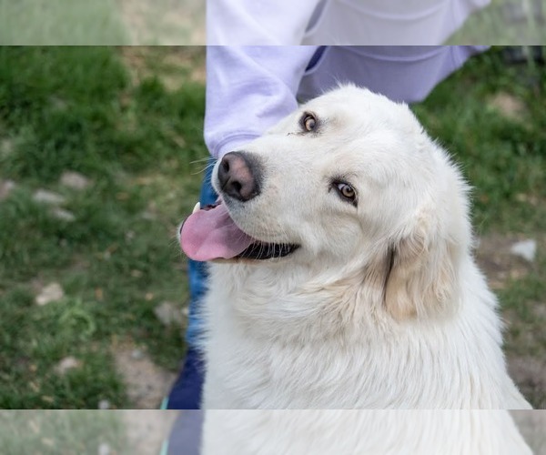Medium Photo #2 Great Pyrenees Puppy For Sale in Bountiful, UT, USA