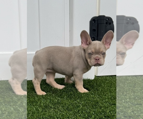 View Ad: French Bulldog Puppy for Sale near Florida, CORAL SPRINGS, USA ...