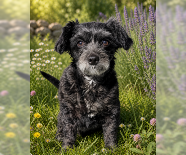 Medium Photo #7 Shih Tzu-Unknown Mix Puppy For Sale in Fremont, CA, USA