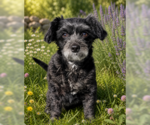 Small #6 Shih Tzu Mix