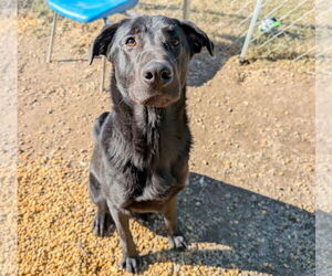 Sinatra - Male Mutt Dog for Adoption - Photo #4