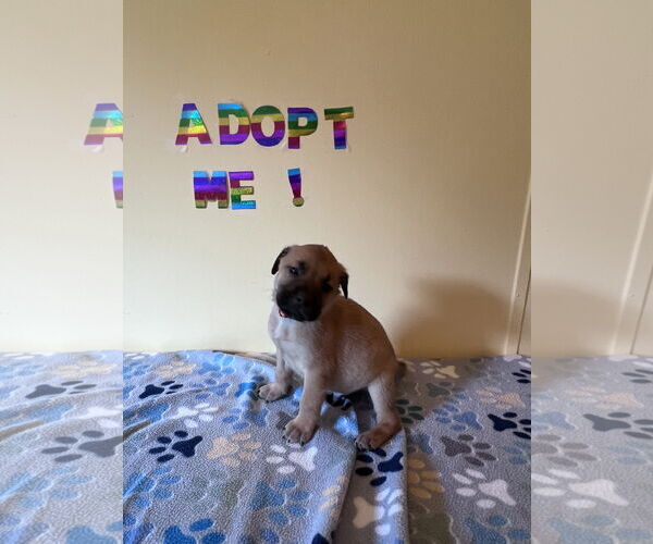 Medium Photo #3  Puppy For Sale in , 