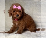 Small Photo #4 Poodle (Miniature) Puppy For Sale in ROSEMEAD, CA, USA