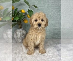 Cavapoo Puppy for sale in FRANKLIN, IN, USA
