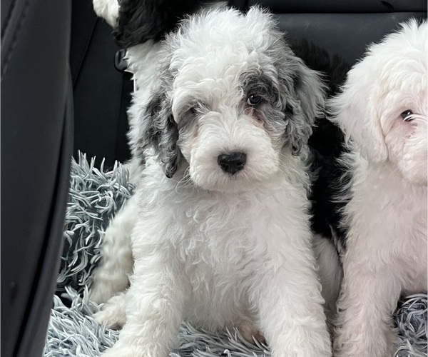 Medium Photo #15 Sheepadoodle Puppy For Sale in HUNTINGTON BEACH, CA, USA