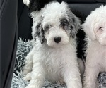 Small #14 Sheepadoodle