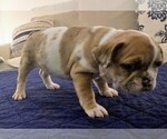 Small Photo #29 French Bulldog Puppy For Sale in CHINO HILLS, CA, USA