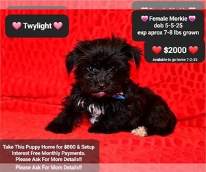 Morkie Puppy for sale in TUCSON, AZ, USA