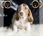 Puppy Nestle ACA Dachshund