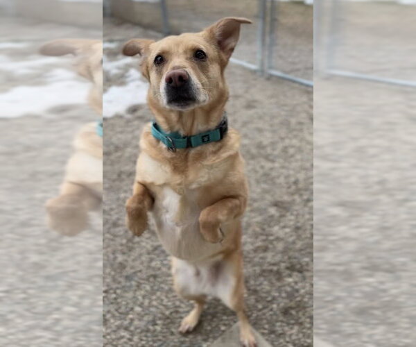 Medium Photo #6 Labrador Retriever-Unknown Mix Puppy For Sale in Bemidji, MN, USA