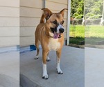 Small #1 Carolina Dog Mix