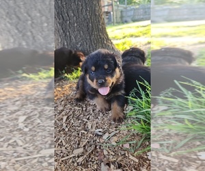 Rottweiler Puppy for Sale in WYNNE, Arkansas USA