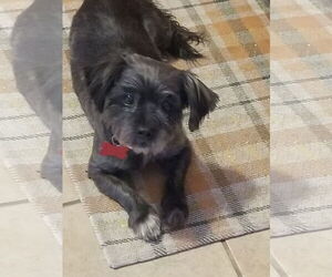 Havamalt Dogs for adoption in Mount Laurel, NJ, USA