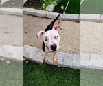 Small American Pit Bull Terrier Mix
