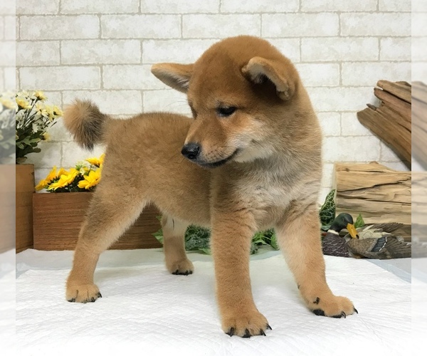 Medium Photo #6 Shiba Inu Puppy For Sale in MANHATTAN, NY, USA