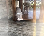 Small #4 American Bully