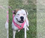 Small #3 Boxer