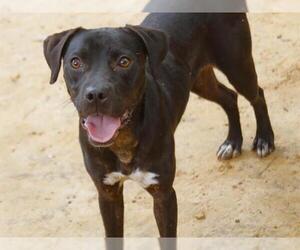 Labrador Retriever Dogs for adoption in Tallahassee, FL, USA