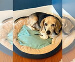 Small #1 Beagle