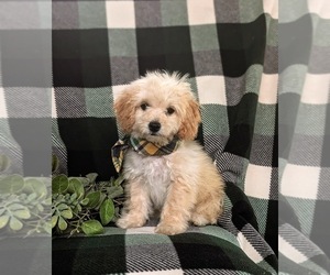Bichpoo Puppy for sale in LEOLA, PA, USA