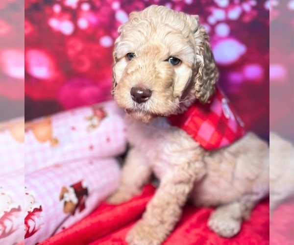 Medium Photo #1 Goldendoodle Puppy For Sale in GONZALES, LA, USA