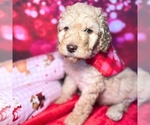 Puppy Mr Red Goldendoodle