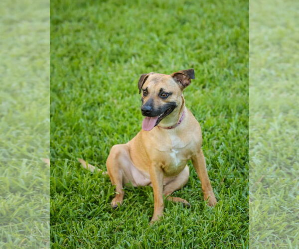 Medium Photo #5 Mutt Puppy For Sale in  Gainesville, FL, USA